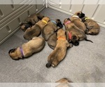 Small Photo #15 Belgian Malinois Puppy For Sale in REESEVILLE, WI, USA