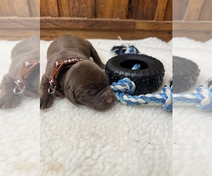 Labrador Retriever Puppy for sale in NEOLA, WV, USA