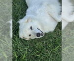 Small #9 Great Pyrenees