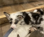 Small #3 Pembroke Welsh Corgi