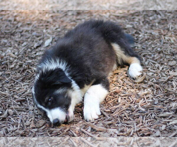 Medium Photo #1 Border Collie-Unknown Mix Puppy For Sale in Paso Robles, CA, USA