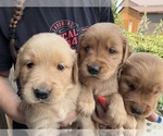 Small #2 Golden Retriever
