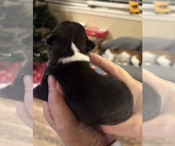 Medium Photo #3 Rat Terrier Puppy For Sale in SAVOY, TX, USA