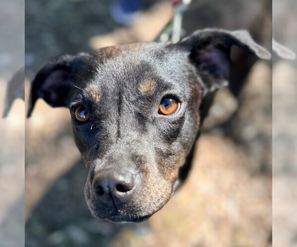 Medium Photo #3 Mountain Cur-Rat Terrier Mix Puppy For Sale in Canton, CT, USA