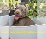 Small Photo #22 Labrador Retriever Puppy For Sale in HARLEM, GA, USA