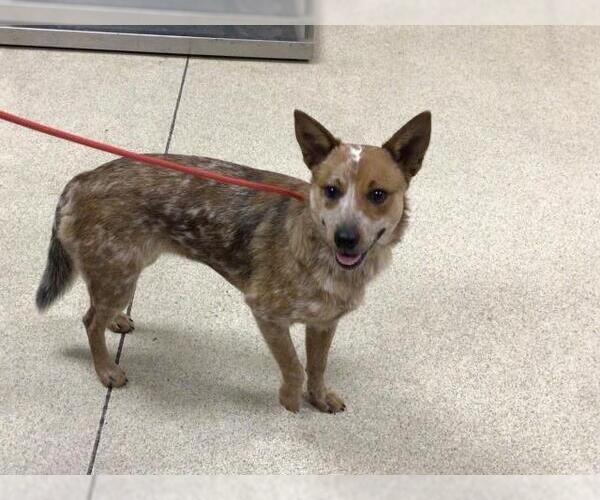 Medium Photo #1 Mutt Puppy For Sale in Riverside, CA, USA