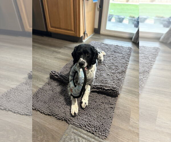 Medium Photo #3 - Mix Puppy For Sale in Curwensville, PA, USA