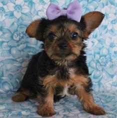 Yorkshire Terrier Puppy for sale in LEXINGTON PARK, MD, USA