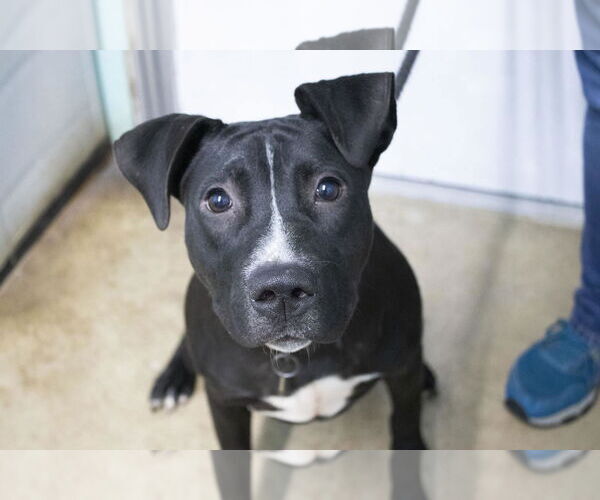 Medium Photo #1 American Pit Bull Terrier-Unknown Mix Puppy For Sale in Mountain Home, AR, USA