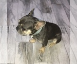 Small Photo #2 French Bulldog Puppy For Sale in LOS FRESNOS, TX, USA