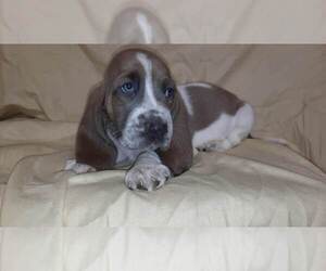 Basset Hound Puppy for sale in SALEM, WV, USA