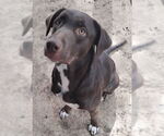 Small Labrador Retriever Mix