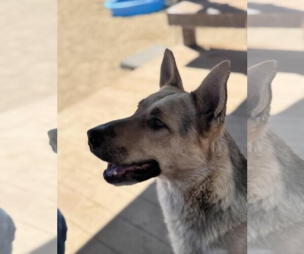Medium Photo #3 German Shepherd Dog-Unknown Mix Puppy For Sale in Incline Village, NV, USA