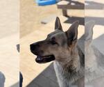 Small #2 German Shepherd Dog Mix
