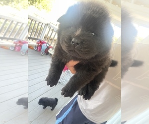 Chow Chow Puppy for sale in VALLEY SPRINGS, CA, USA