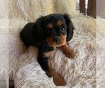 Small Photo #1 Cavalier King Charles Spaniel Puppy For Sale in ORRTANNA, PA, USA