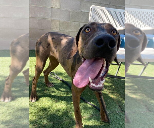 Medium Photo #4 Catahoula Leopard Dog-Unknown Mix Puppy For Sale in Lakewood, CO, USA