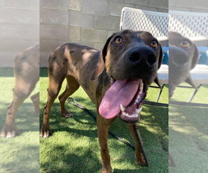Tellerina - Female Catahoula Leopard Dog-Unknown Mix Dog for Adoption - Photo #4