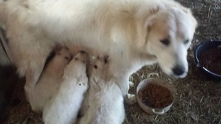 Great Pyrenees Puppy for sale in VERGENNES, IL, USA
