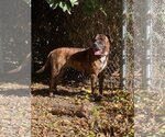 Small Photo #6 Boxer-Mastiff Mix Puppy For Sale in Hollister, CA, USA