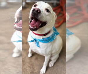 Labsky Dogs for adoption in Sanford, FL, USA