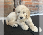 Puppy Miss Gold Goldendoodle