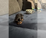 Small Photo #10 Yorkshire Terrier Puppy For Sale in PORTLAND, OR, USA