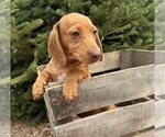 Small #2 Dachshund