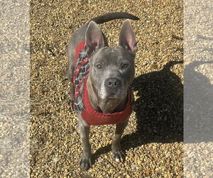 Percy - Male American Pit Bull Terrier-Unknown Mix Dog for Adoption - Photo #8