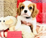 Small #3 Cavalier King Charles Spaniel