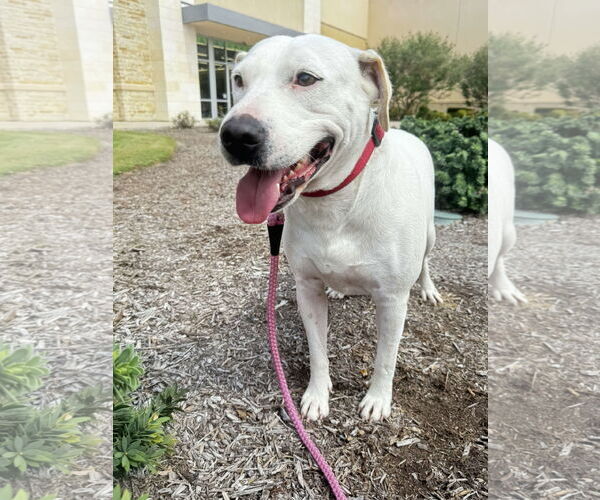 Medium Photo #10 Labrador Retriever Puppy For Sale in Rosenberg, TX, USA