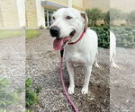Small #9 Labrador Retriever