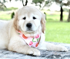 English Cream Golden Retriever Puppy for Sale in BOSWELL, Indiana USA