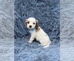 Small Photo #1 Cavapoo Puppy For Sale in JEFFERSONVILLE, IN, USA