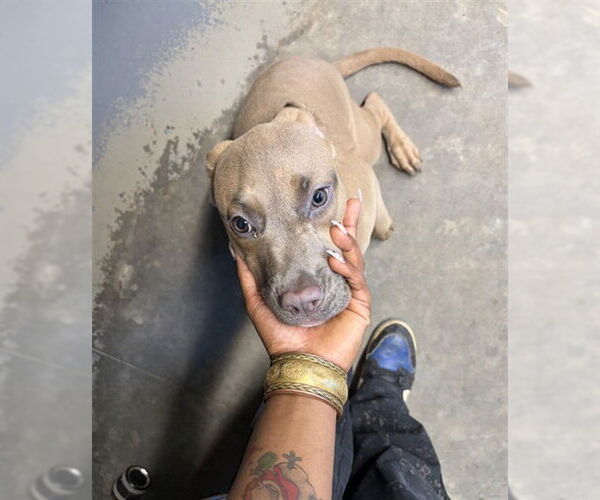 Medium Photo #1 Bullmasador Puppy For Sale in Tallahassee, FL, USA