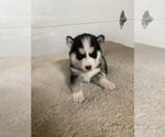 Small Photo #2 Siberian Husky Puppy For Sale in FLAT ROCK, MI, USA