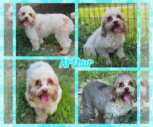Cockapoo Dogs for adoption in Blacksburg, SC, USA