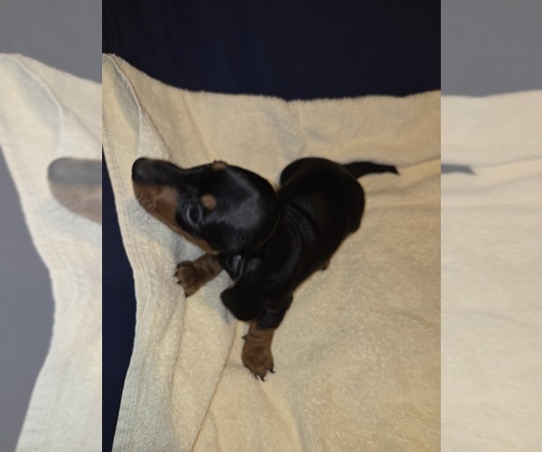 Medium Photo #1 Dachshund Puppy For Sale in WALDORF, MD, USA