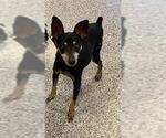 Small Miniature Pinscher Mix