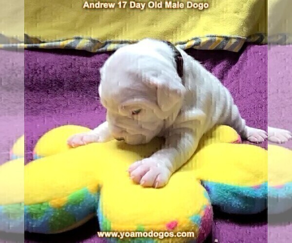 Medium Photo #36 Dogo Argentino Puppy For Sale in JANE, MO, USA