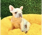 Small Photo #3 French Bulldog Puppy For Sale in ANCHORAGE, AK, USA