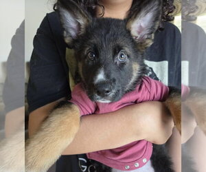German Shepherd Dog-Unknown Mix Dogs for adoption in Royal Palm Beach, FL, USA