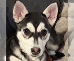 Small #8 Siberian Husky Mix