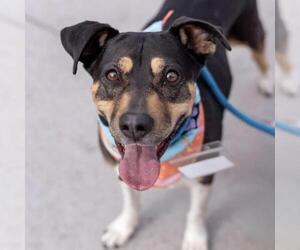 Mutt Dogs for adoption in San Diego, CA, USA