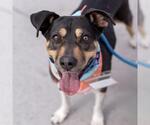 Dottie Q - Female Mutt Dog for Adoption - Small photo