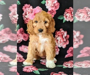 Cock-A-Poo Puppy for sale in CHRISTIANA, PA, USA