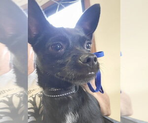 Chihuahua-Unknown Mix Dogs for adoption in Rocky Mount, NC, USA
