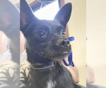 Small Chihuahua Mix