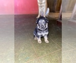 Small Photo #32 German Shepherd Dog Puppy For Sale in CARROLLTON, GA, USA