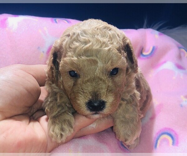 Medium Photo #10 Poodle (Toy) Puppy For Sale in CARTHAGE, MO, USA